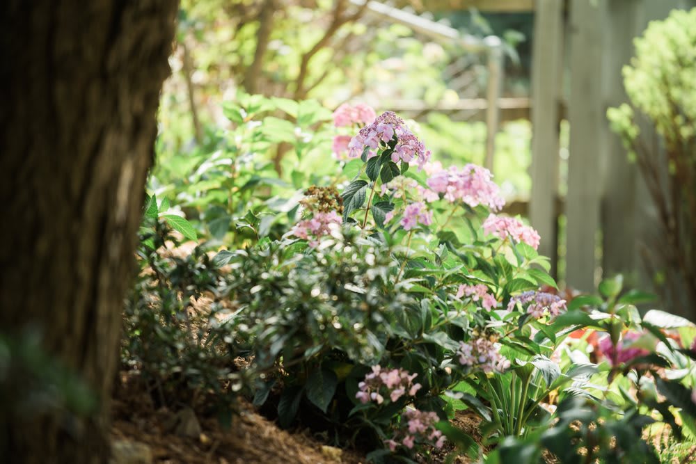 A serene garden scene featuring blooming flowers and lush greenery.