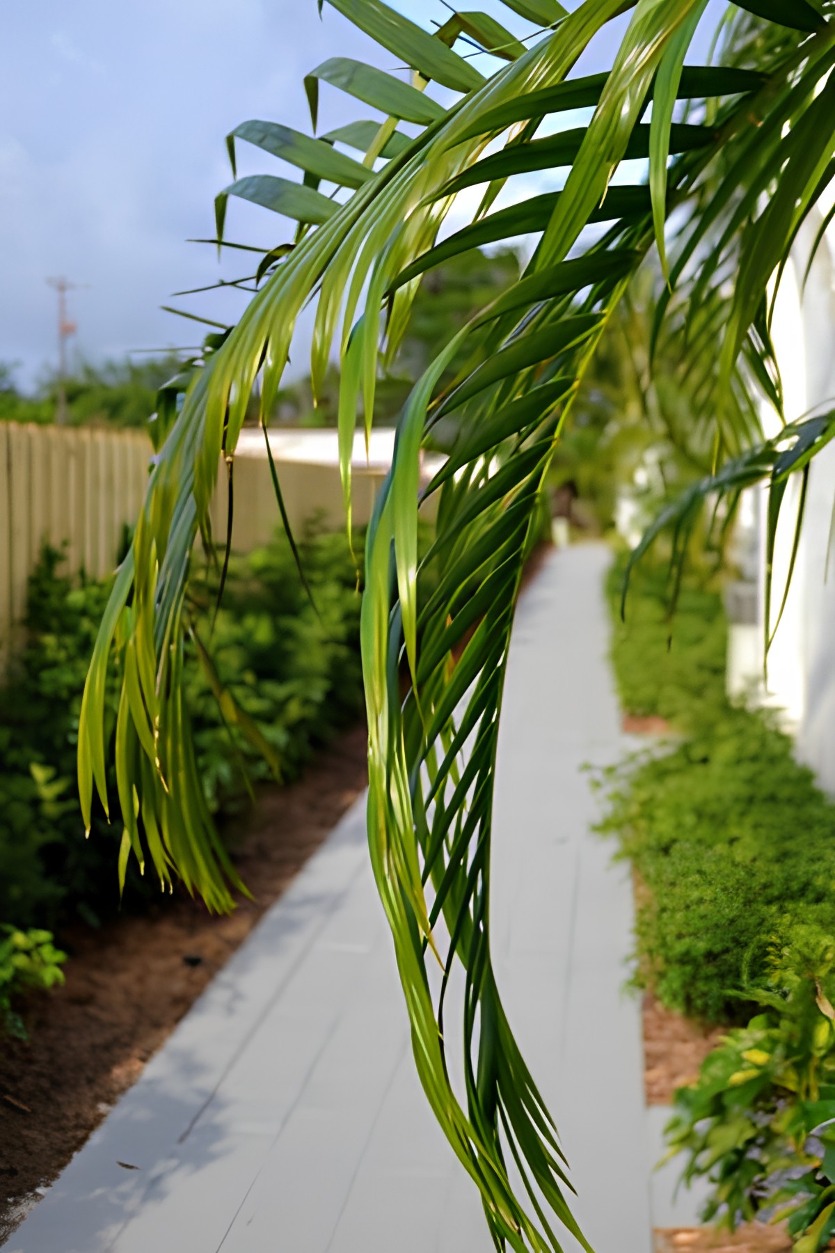 A scenic outdoor pathway lined with palm leaves and lush greenery.