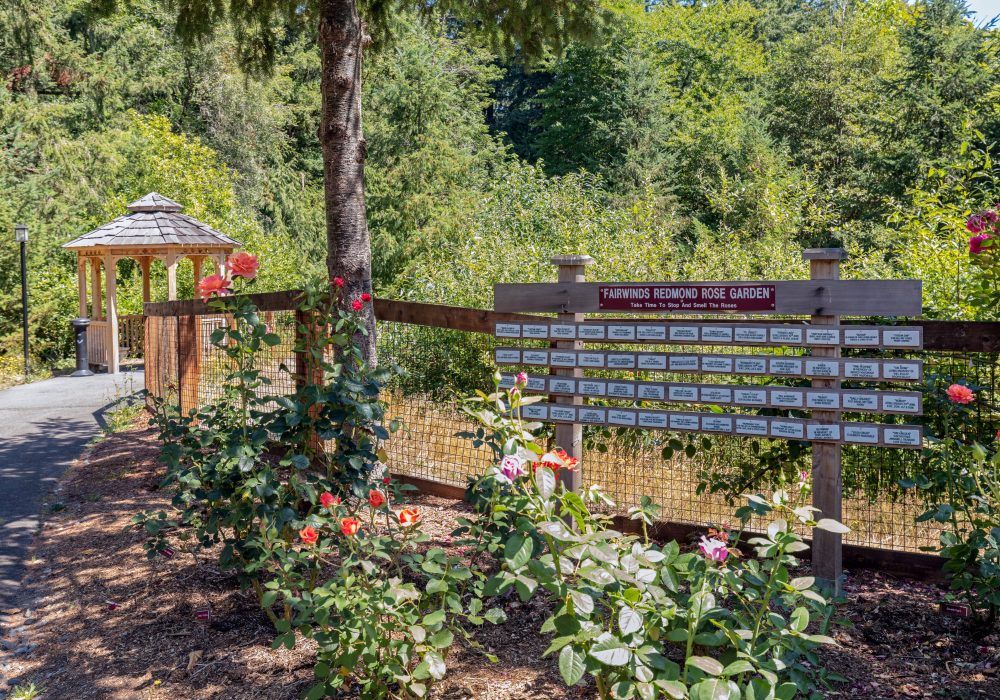 A garden with blooming roses and a sign displaying information set against a lush, green backdrop.