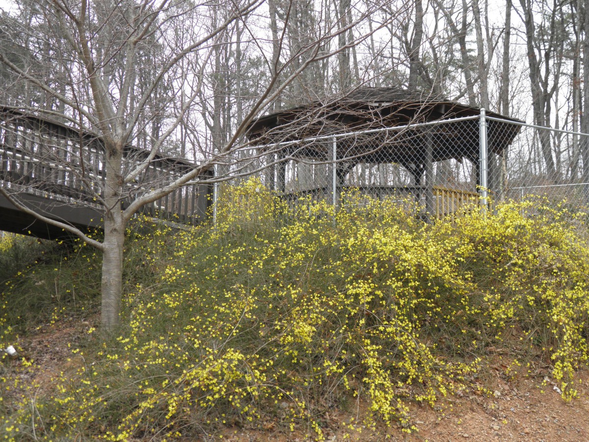 A gazebo surrounded by leafless trees and yellow flowers on a hillside.