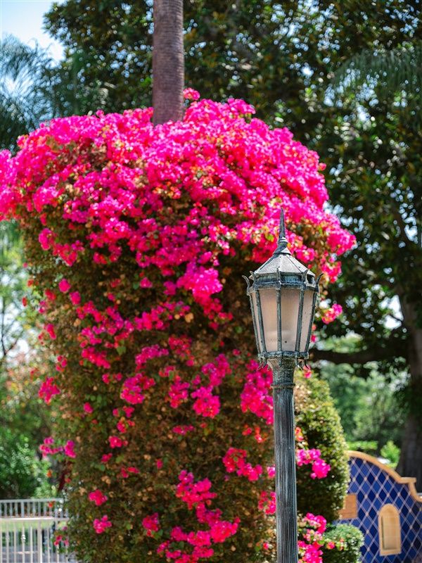 A vibrant display of pink bougainvillea surrounding a classic lamp post in a garden setting.