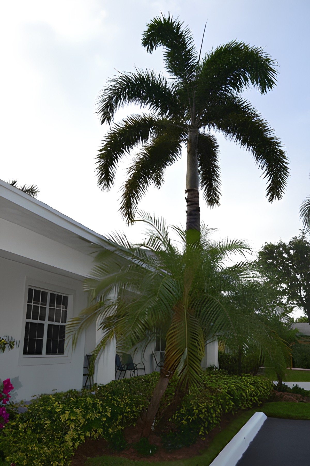 A tropical garden scene featuring a palm tree next to a white house.