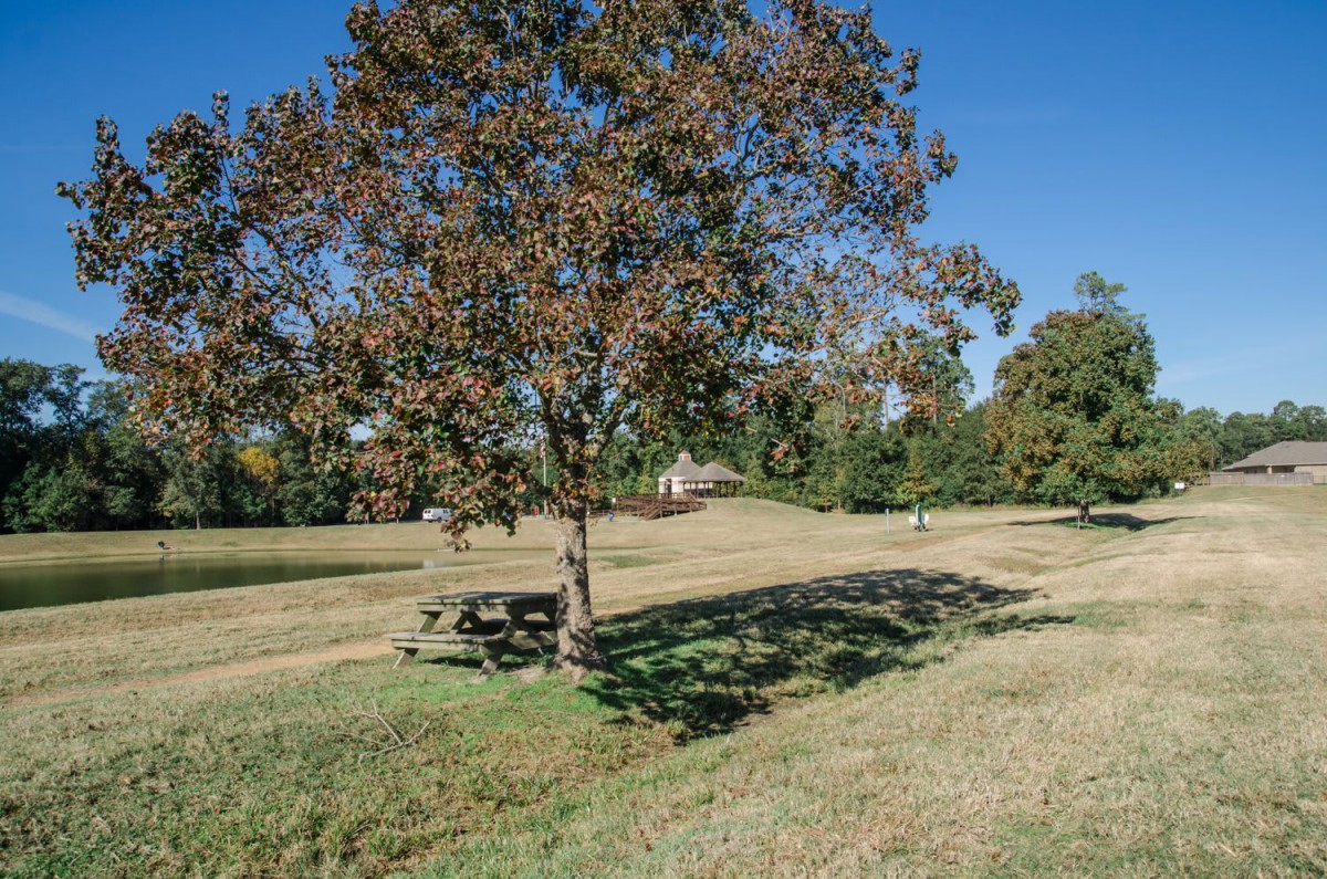 A serene park scene with a tree and picnic bench under the blue sky.