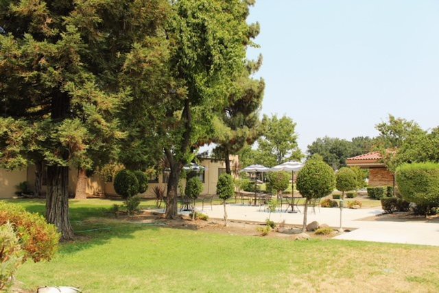 A serene garden landscape with lush greenery and tall trees.