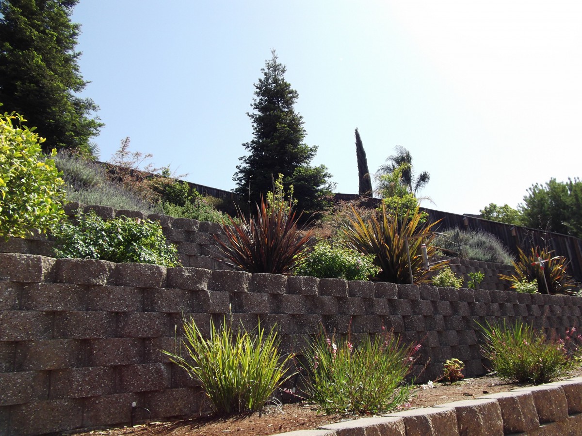 A landscaped garden with a tiered retaining wall featuring various plants and trees under a clear sky.