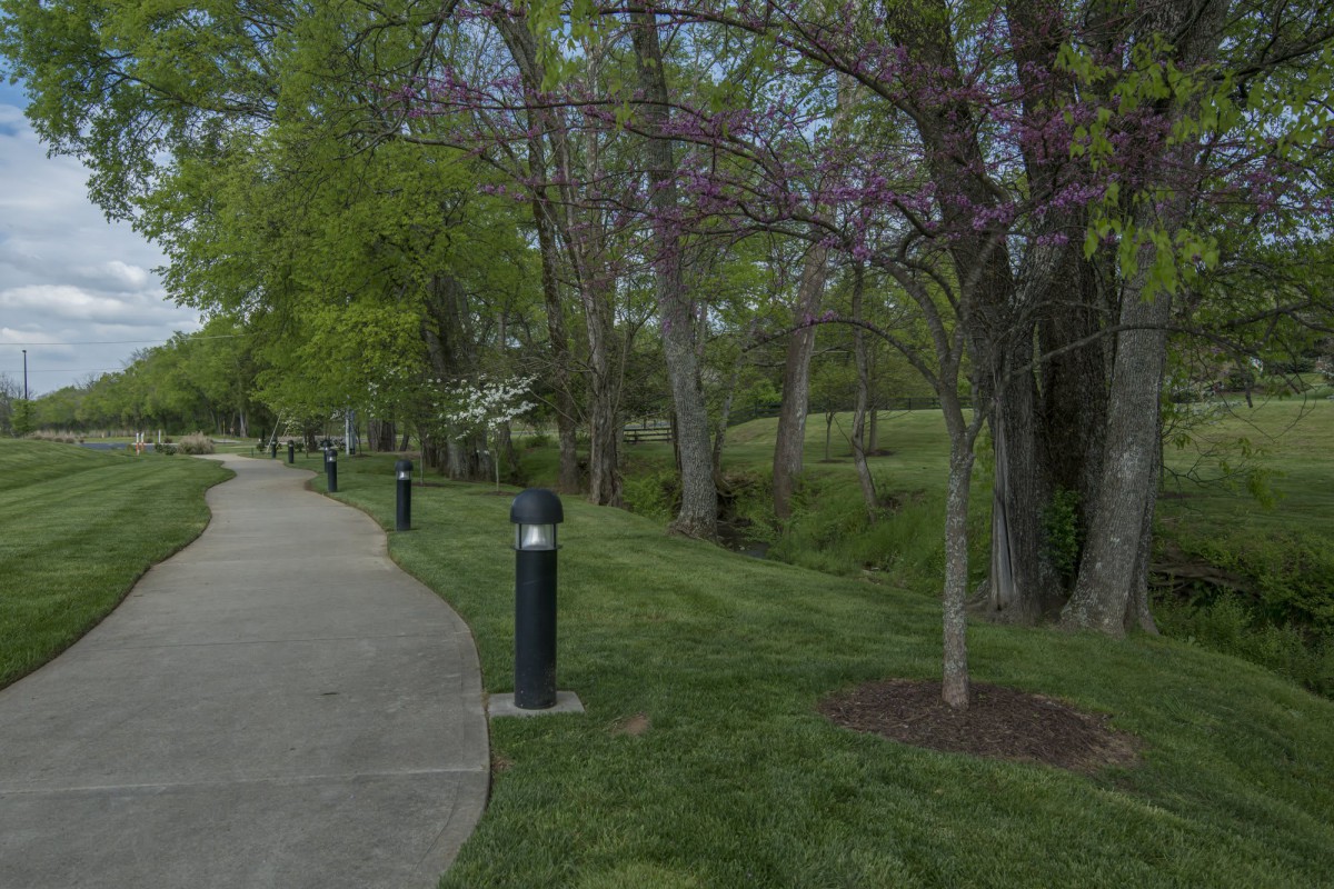 A serene park scene with a tree-lined pathway and lush greenery.
