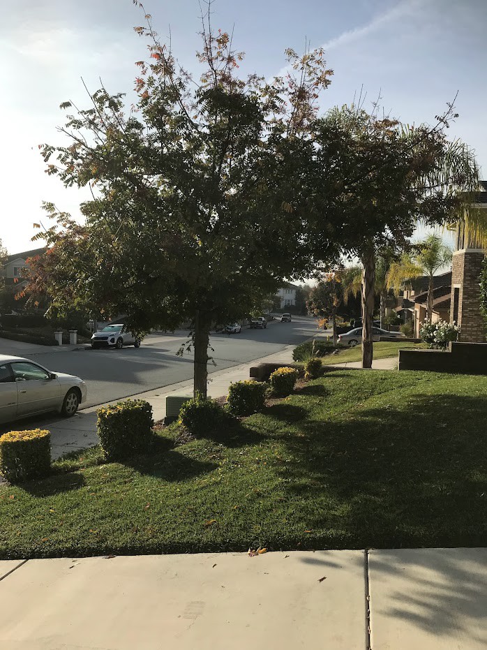 A suburban neighborhood with a tree and neatly trimmed shrubs on a sunny day.