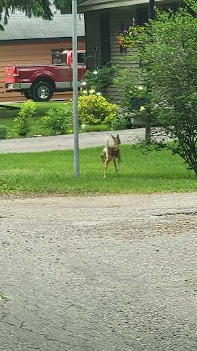 A deer spotted in a grassy area near a residential road.