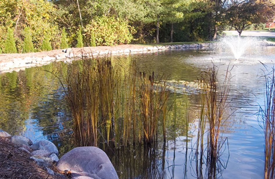 A tranquil pond surrounded by reeds and trees, with reflections on the water.