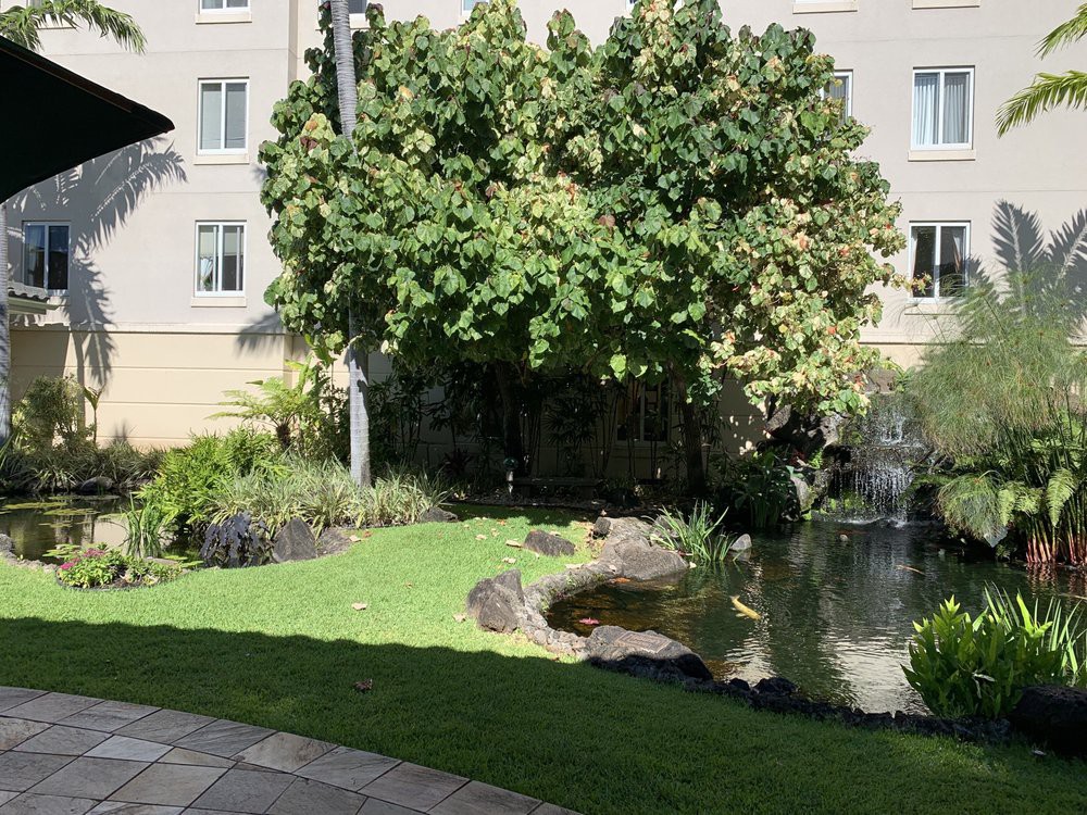 A serene garden with a pond and lush greenery next to a building.