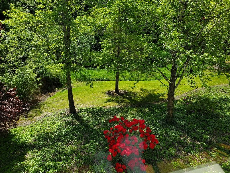 A tranquil view of a grassy area with trees and vibrant red flowers.