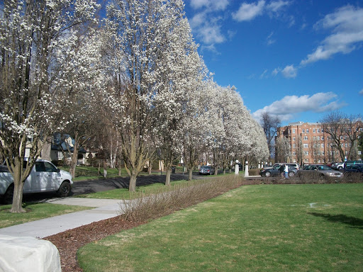 A beautiful spring day with blooming trees and a clear blue sky.