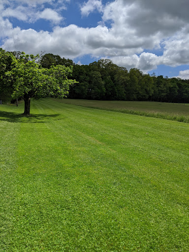 A serene landscape featuring a lush green field and a solitary tree under a partly cloudy sky.
