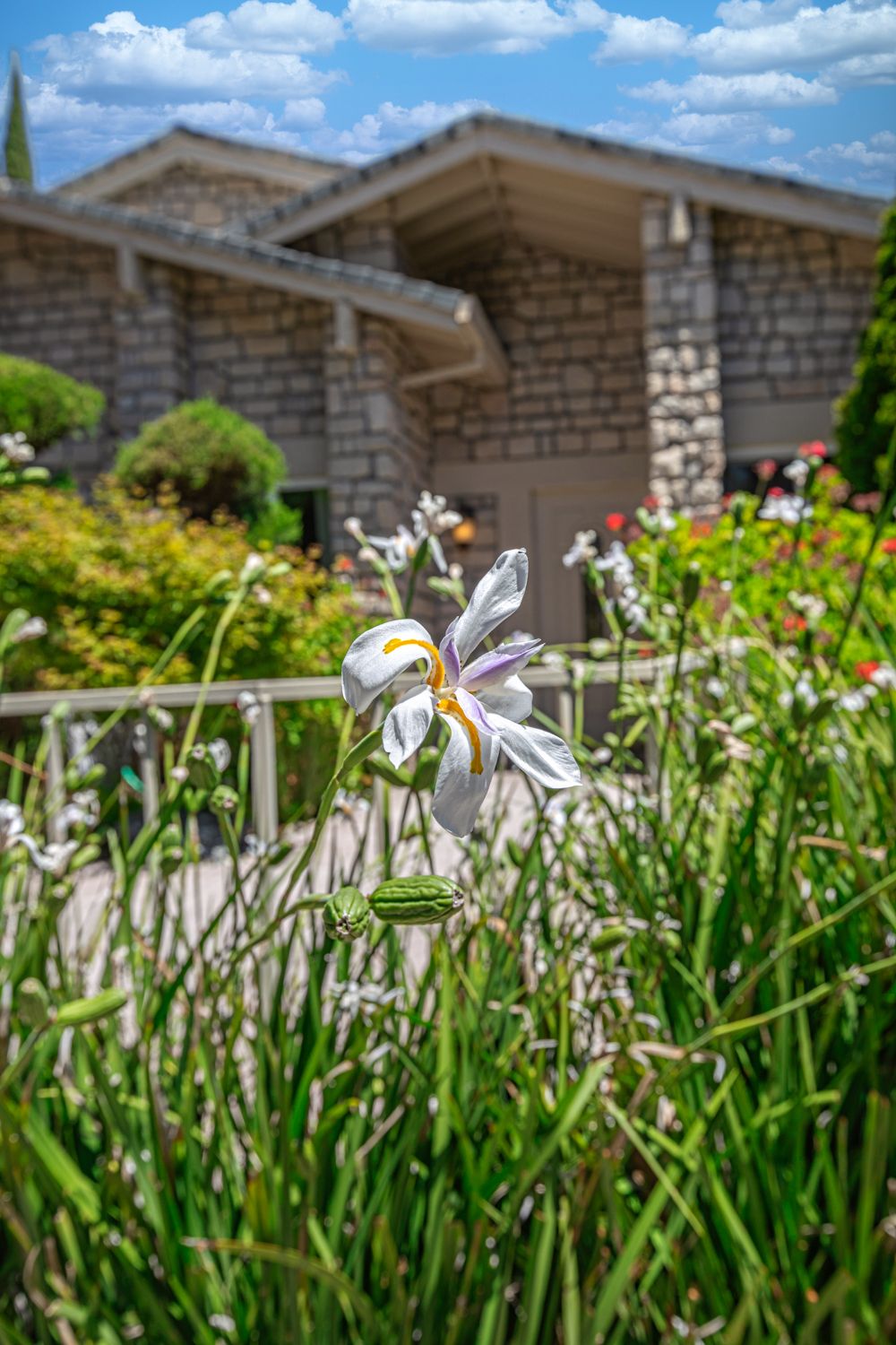 A delicate white flower blooms in a vibrant garden setting.