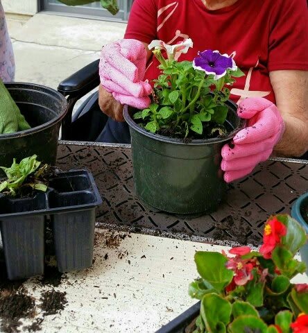 A person wearing pink gloves is potting a colorful flower in a green container during a gardening activity.