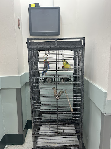 A pair of colorful pet birds in a cage, displayed indoors.