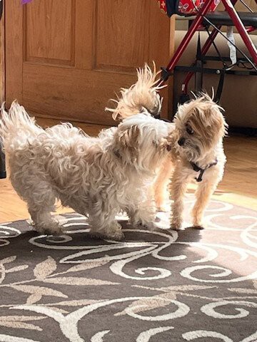 Two fluffy dogs playing together on a sunlit rug.