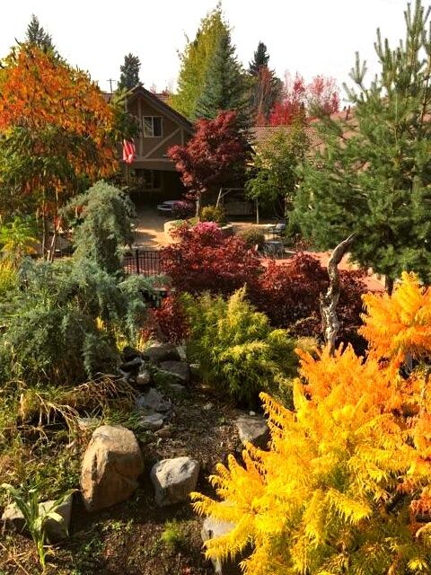 A vibrant autumn garden with a variety of colorful trees and plants.