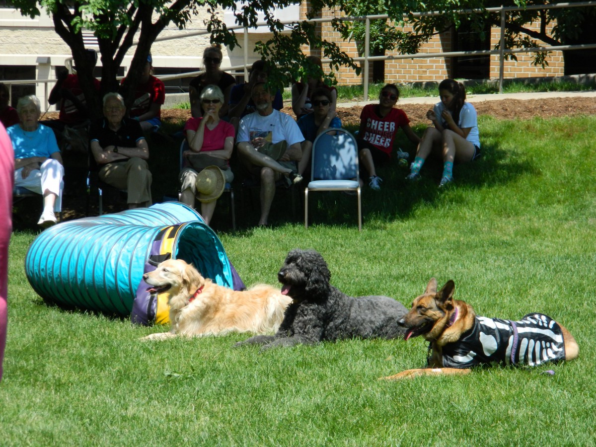 Three dogs participating in an outdoor dog show agility course with spectators watching.