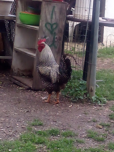 A proud rooster standing in a farmyard.