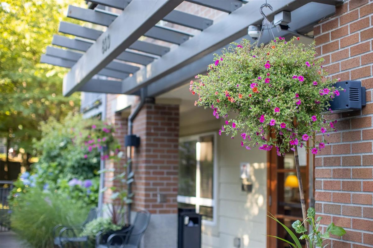 A cozy house entrance featuring a pergola with a vibrant hanging flower basket.