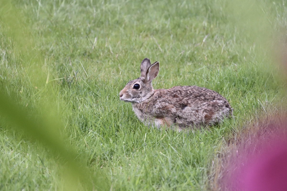 A rabbit sits quietly in the grassy field.