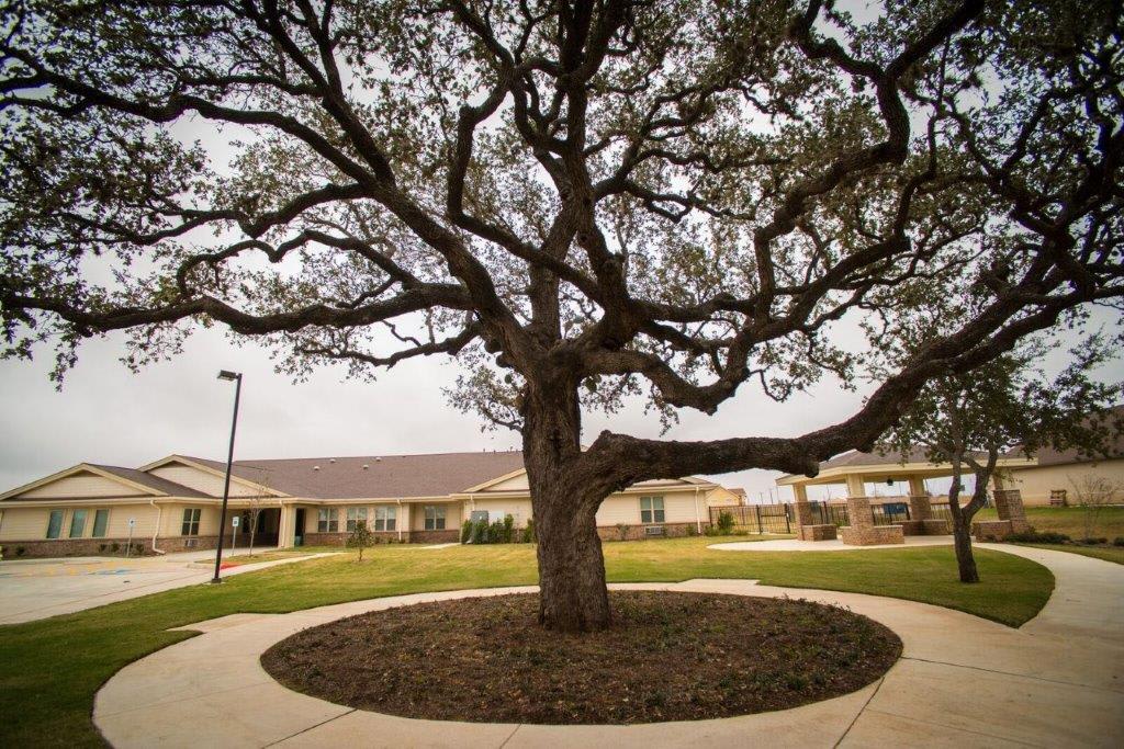 A large, sprawling tree stands in the center of a courtyard surrounded by a building.