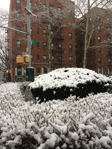 A snowy scene in an urban setting with covered bushes and apartment buildings in the background.