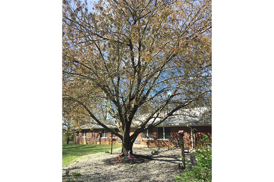 A large tree stands in a sunny garden, with a house in the background.