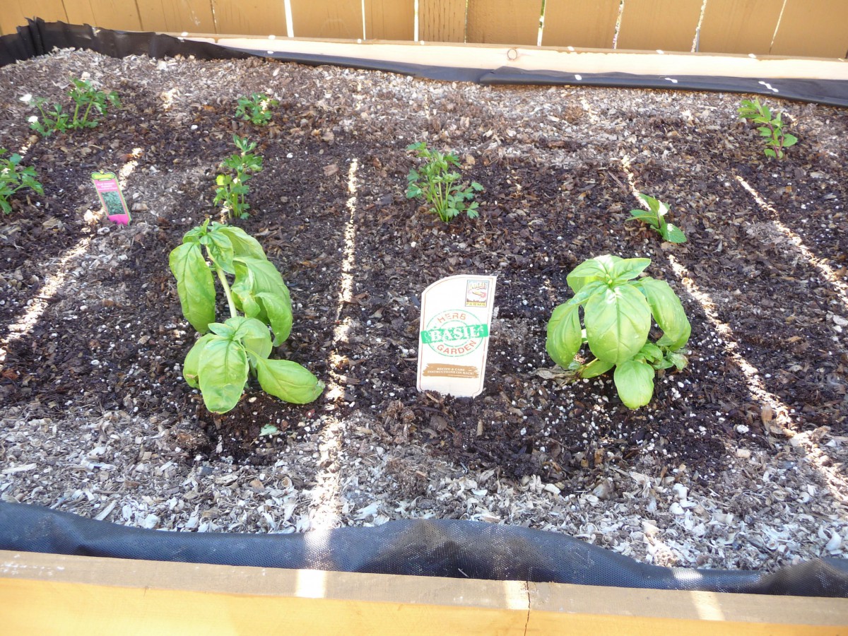 A small garden bed with basil plants growing in soil.