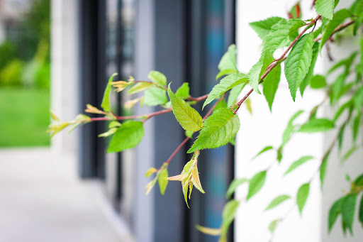 A close-up of vibrant green leaves on a branch, showcasing fresh growth.