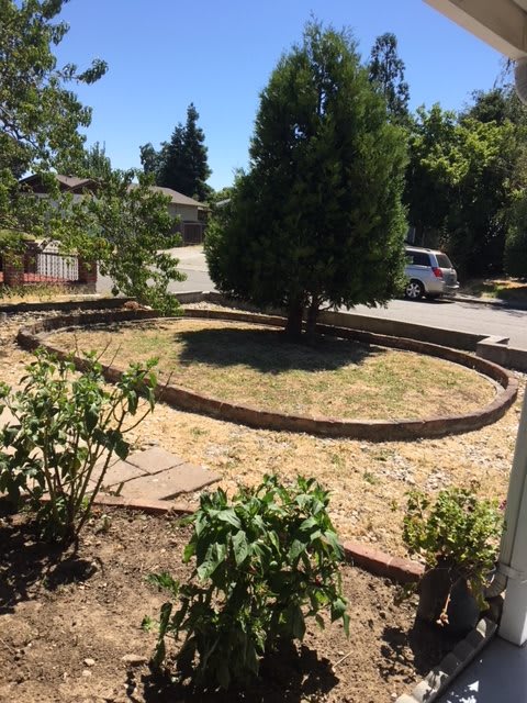 A landscaped yard with a tree and brick-edged pathways on a sunny day.