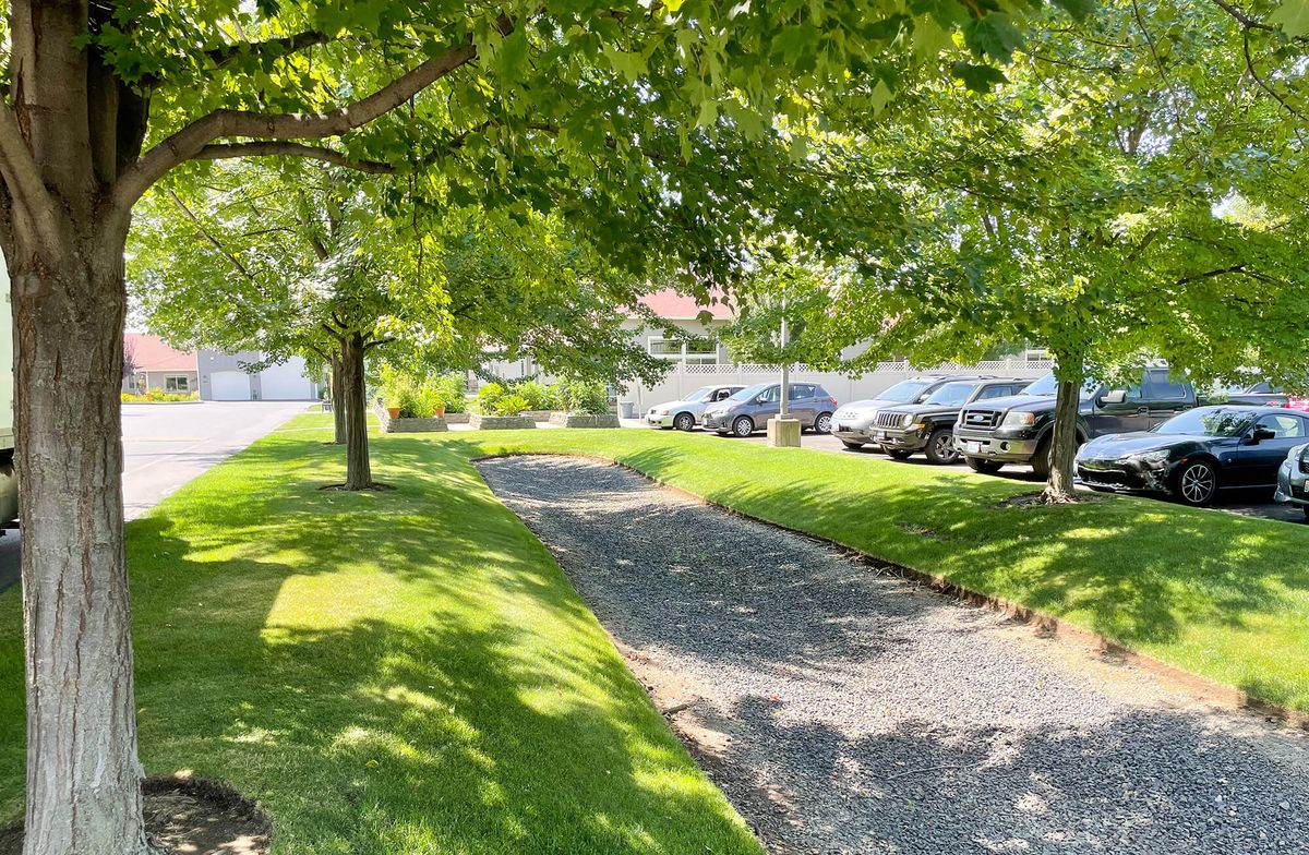 A shaded pathway surrounded by green grass and trees, with parked cars in the background on a sunny day.