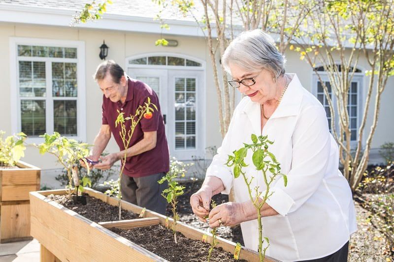 Two senior adults gardening together in a raised garden bed.