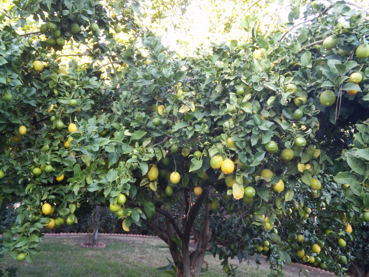 A lush citrus tree laden with ripe fruit in a garden setting.