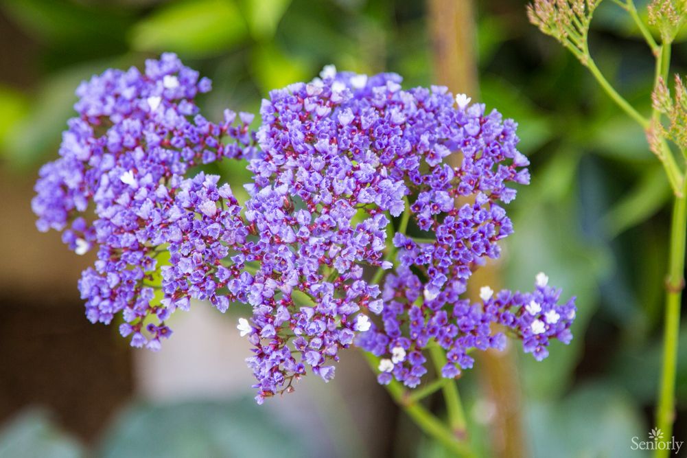 A cluster of vibrant purple flowers in full bloom.