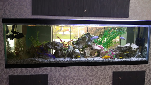 A vibrant aquarium showcasing a variety of decorative elements and aquatic life.