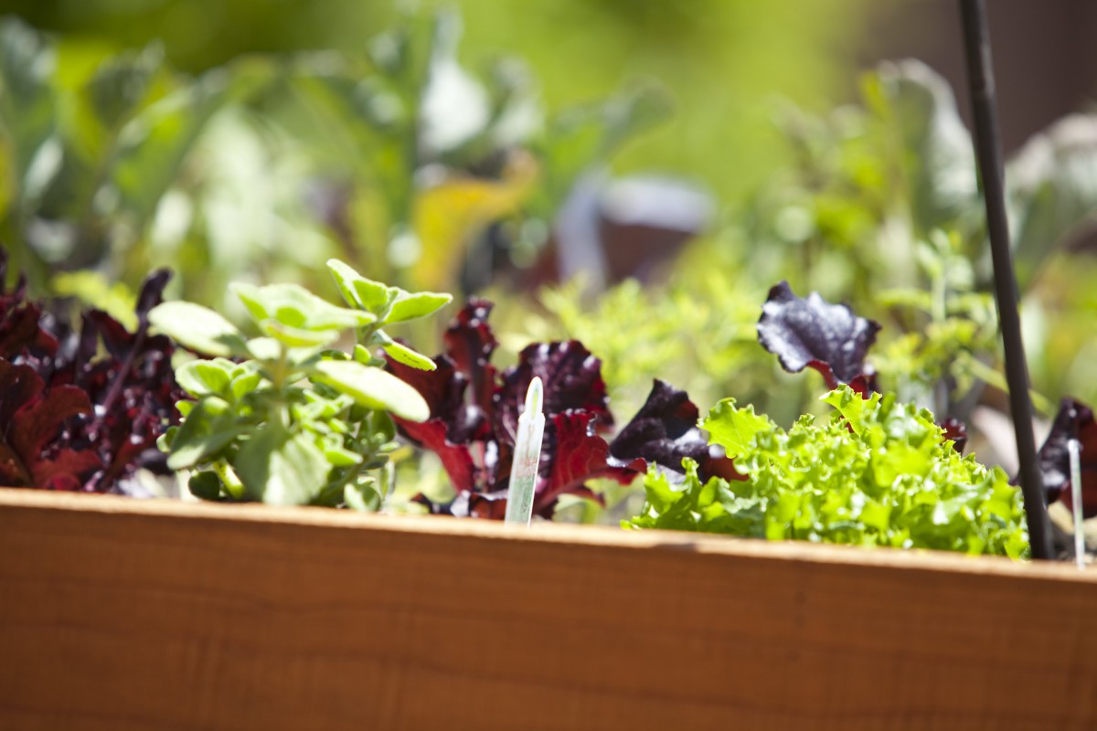 A vibrant garden bed filled with a variety of fresh lettuce and greens.