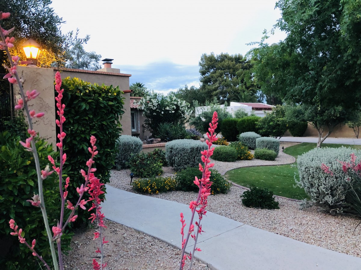 A well-maintained garden with a winding pathway, adorned by desert plants in bloom.
