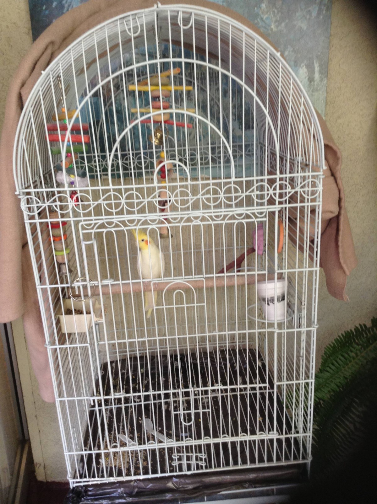 A cockatiel inside a white birdcage with toys and food containers.