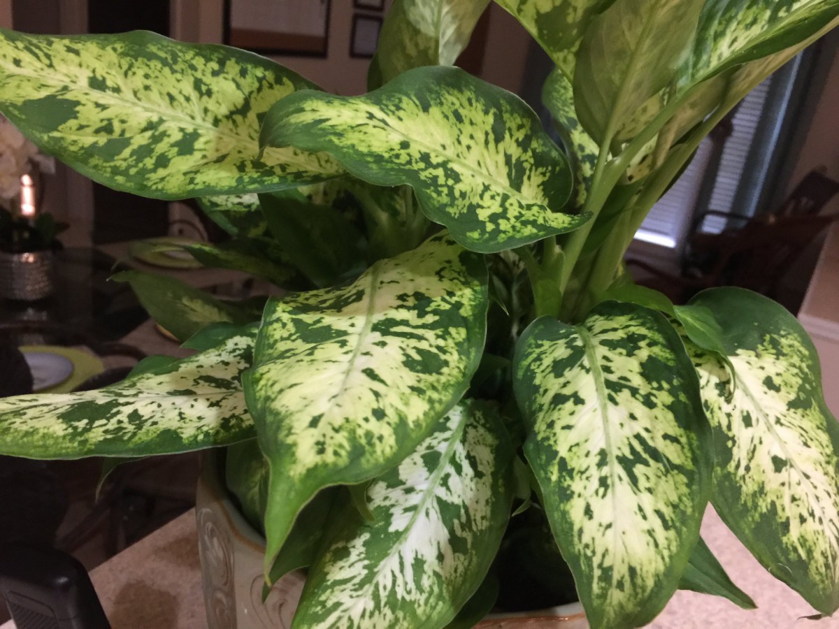 A lush green houseplant with variegated leaves.