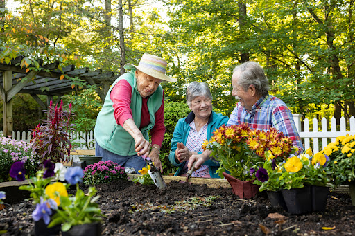 Three seniors enjoying a day of gardening together, planting colorful flowers in a sunlit garden.