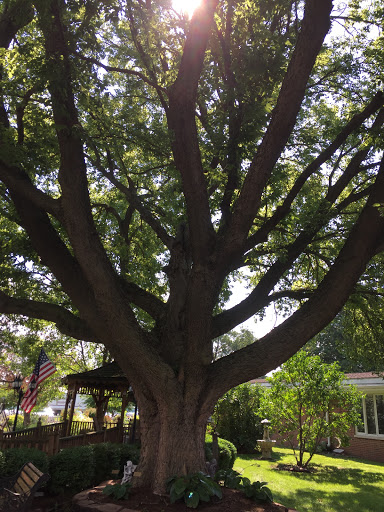 A majestic tree basking in the sunlight, showcasing its expansive branches and lush foliage.