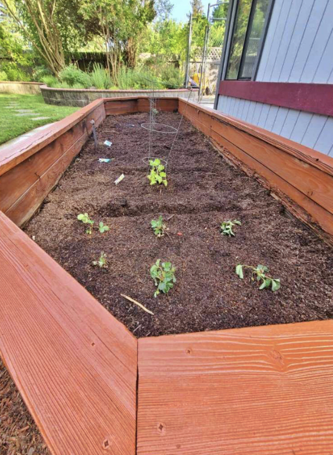 Newly planted garden bed with small seedlings in a wooden frame.