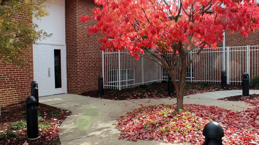 A vibrant red tree surrounded by fallen leaves, adding a splash of color to the serene outdoor setting.