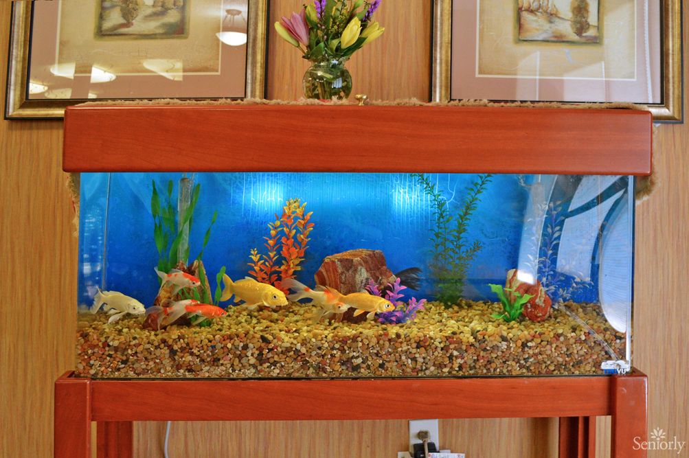 A decorative aquarium with colorful fish and water plants.