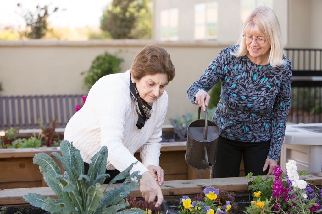 Two senior women enjoying gardening together, tending to plants outdoors.