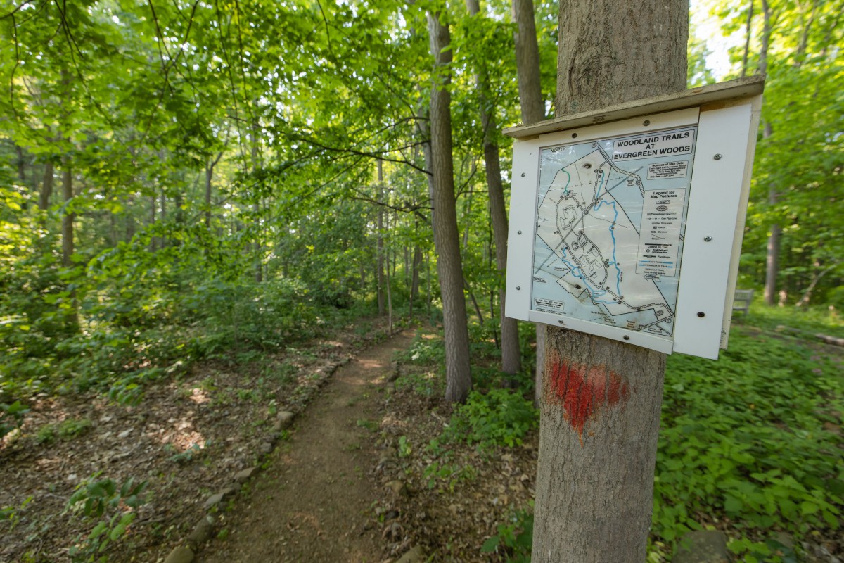 A forest hiking trail with a map sign on a tree.