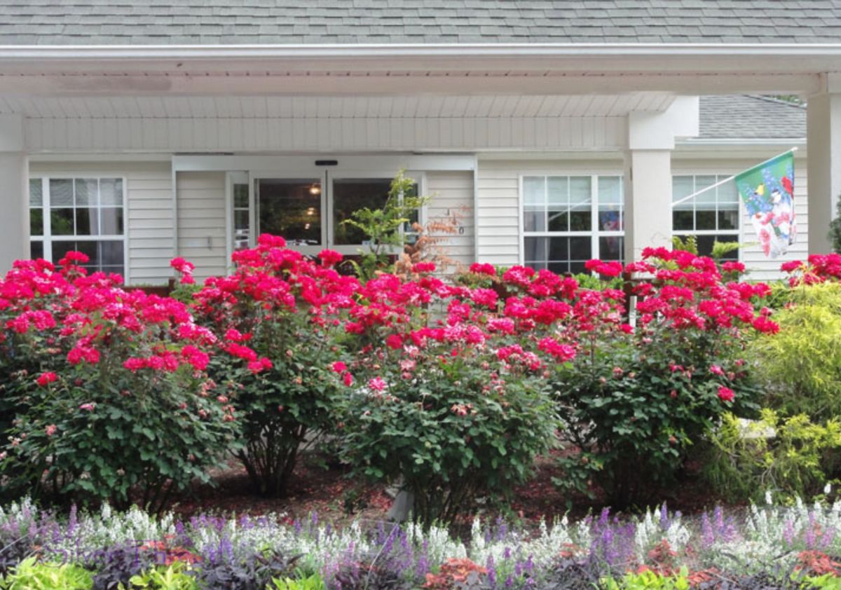 A beautiful garden with vibrant red roses in front of a house window.