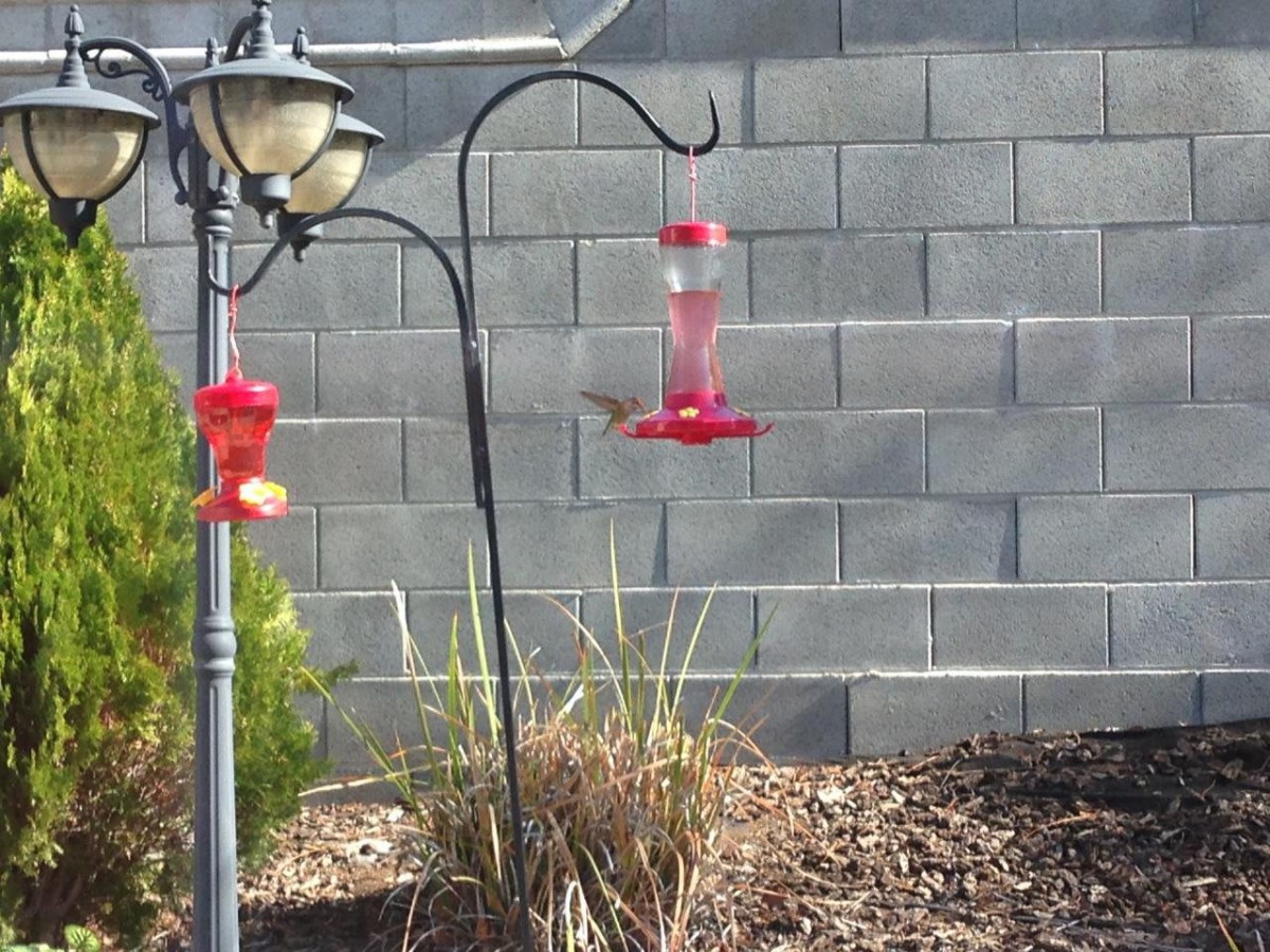 A hummingbird hovers near a bird feeder in a garden setting.